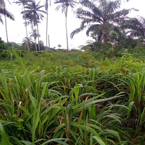 100 plots of native  land at amakohia ubi owerri west LGA, Imo State for sale