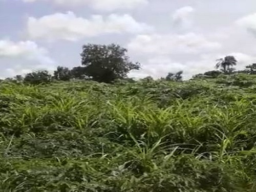Farm land perfectly suitable for immediate farming at Gboleya village, off ikere gorge dam, Iseyin for sale